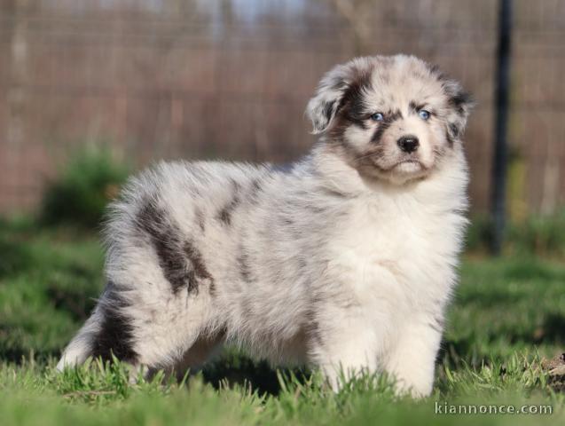 Chiot Berger Australien mal à réserver 