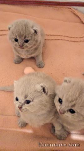 chatons british shorthair lilas et fawn