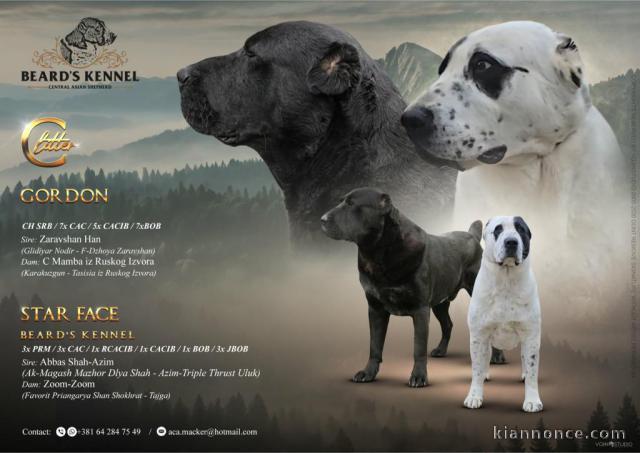 Berger d’Asie centrale – chiots