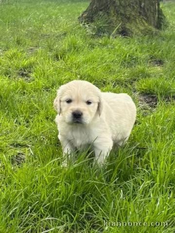 chiot golden retriever disponible à donner 