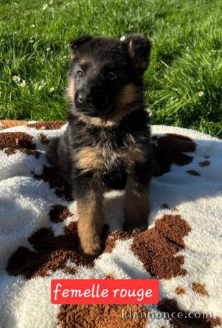chiot berger allemand disponible 