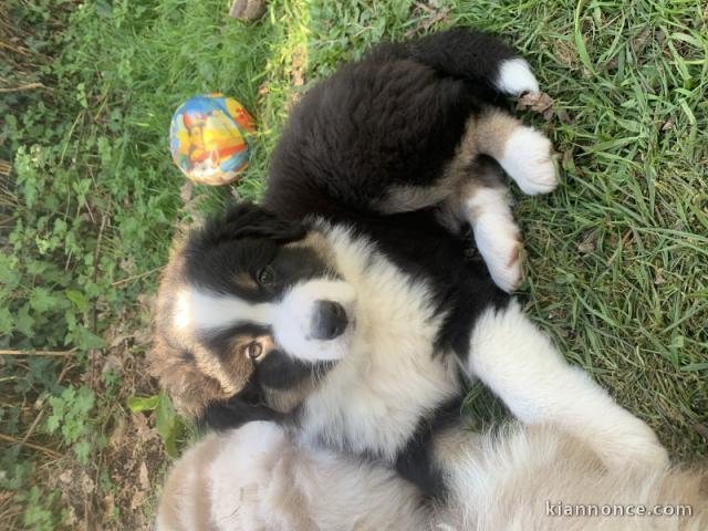 je donne chiot berger australien 