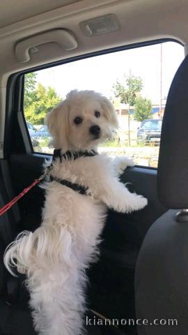 chiot bichon maltais disponible 