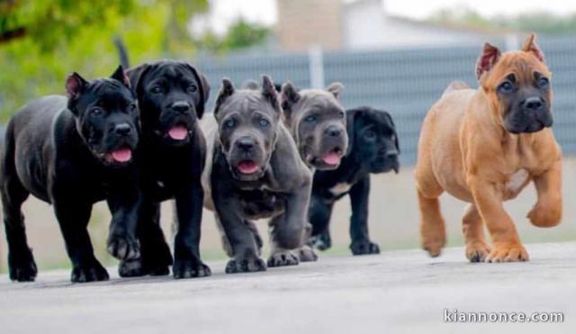CHIOTS CANE CORSO dispobles