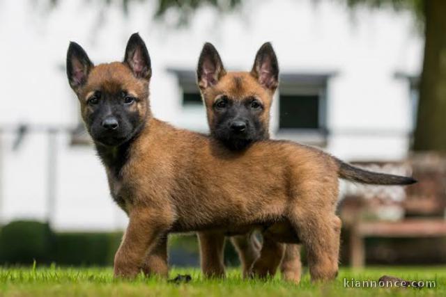 ADORABLES CHIOTS BERGER BELGE MALINOIS