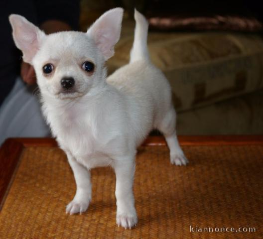 Adorable chiot Chihuahua femelle