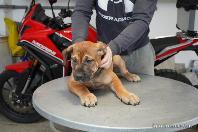 Boerboel - Chiots Mastiff sud-africain