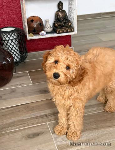 chiot cockapoo disponible pour adoption 