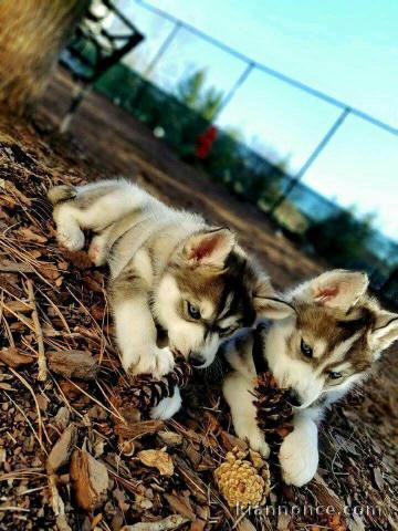 adorable chiot husky sibérien 