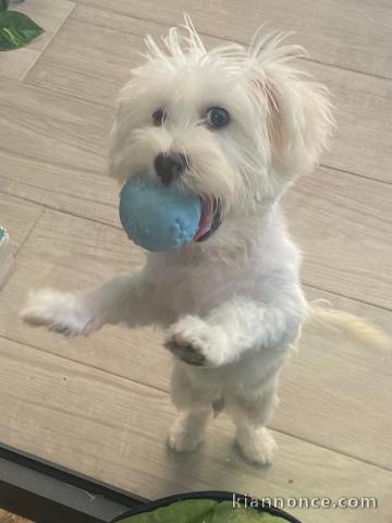 chiot bichon maltais à donner 