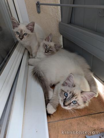 adorable chaton ragdoll femelle et mâle 
