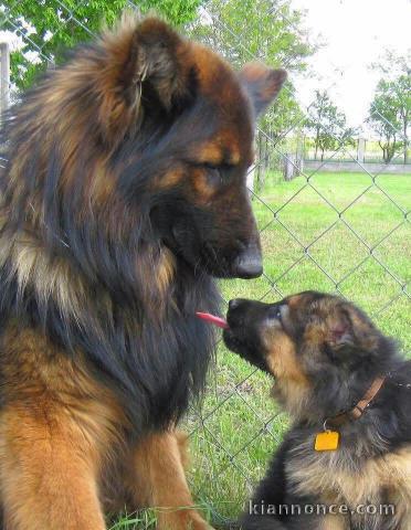 berger allemand lof magnifique a placer 