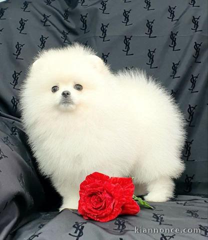 chiot spitz allemand à vendre 