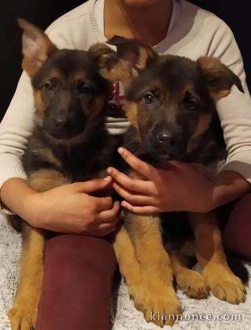 chiot berger allemand disponible pour adoption 