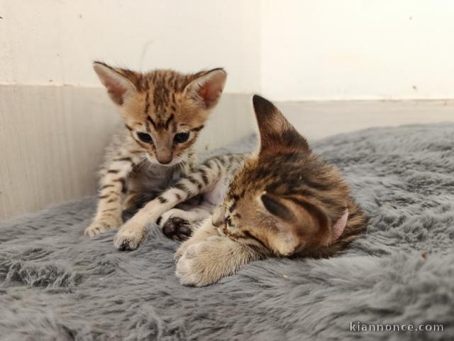 deux chatons Savannah a placer 
