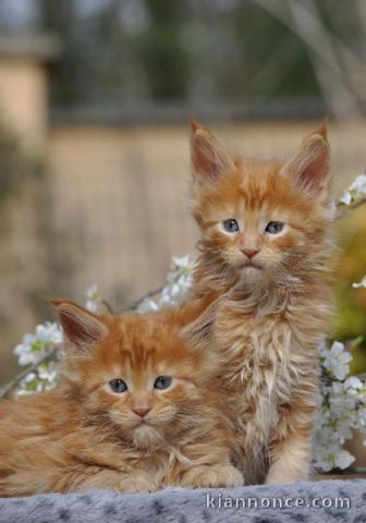 magnifique chaton maine coon adopter 