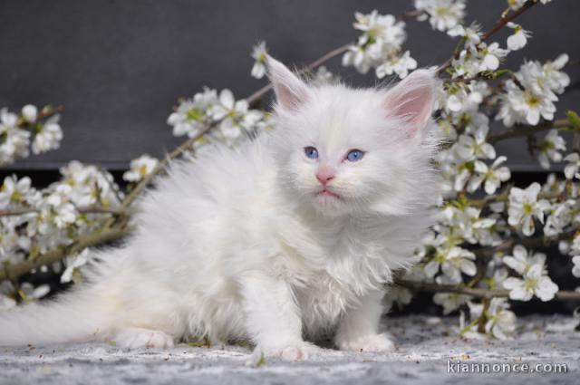 magnifique chaton maine coon adopter 