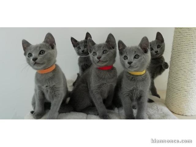 chaton châtreux disponible pour adoption 