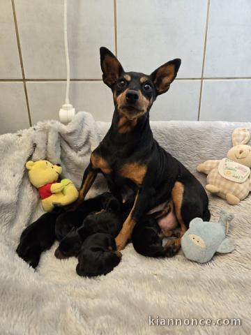annonce chiot pinscher nain disponible 