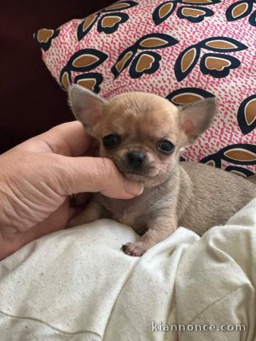 chiot chihuahua femelle a donner 