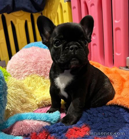 chiot bouledogue français à donner 