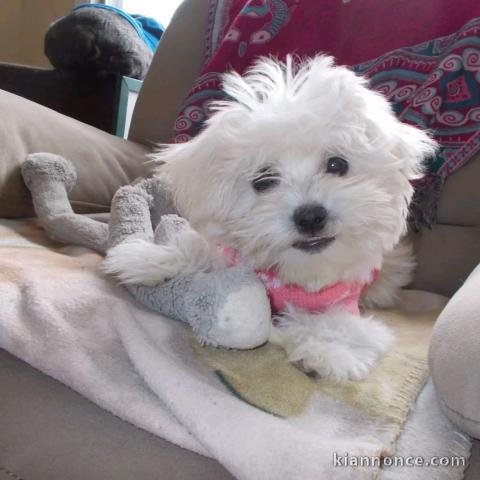 chiot bichon frisé a donner 