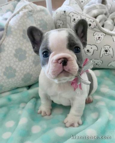 bébé chiot bouledogue français disponible 