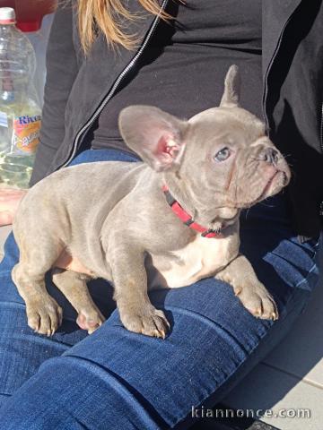 chiot bouledogue français disponible 