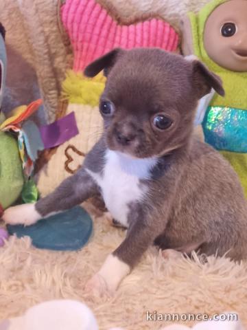 chiot chihuahua femelle a donner 