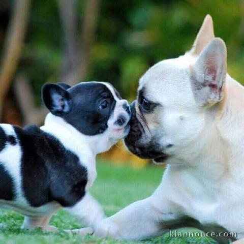 je donne chiot bouledogue français 