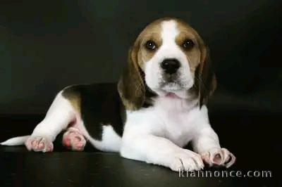 je donne chiot beagle disponible 