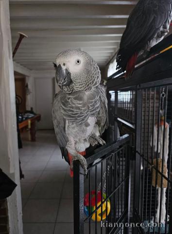 perroquet gris du Gabon pour adoption 