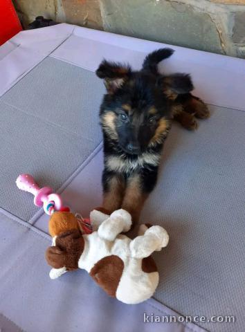 chiot berger allemand disponible pour adoption 