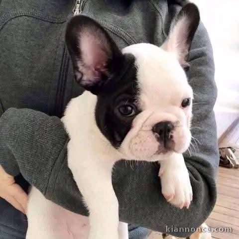 chiot bouledogue français à donner 