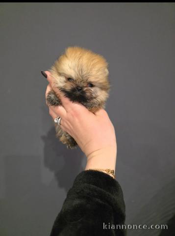 magnifique chiot spitz nain disponible 