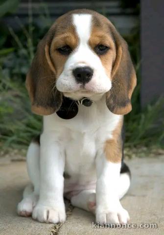 chiot beagle disponible pour adoption 