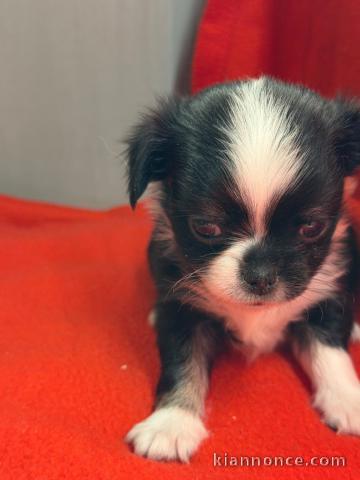 chiot chihuahua femelle a donner 