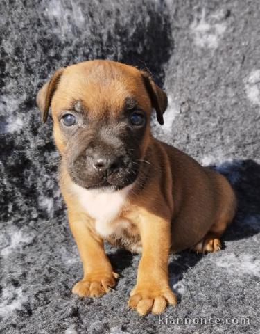 chiot Staff disponible pour adoption 