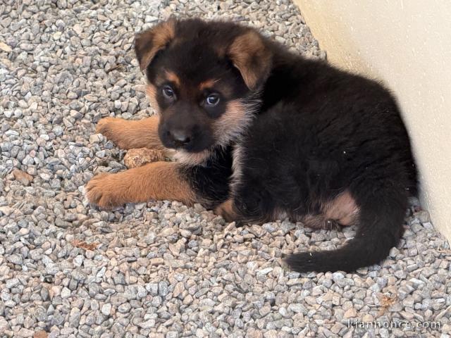 Chiot berger allemand disponible 