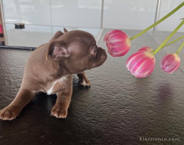 chiot chihuahua à placer urgent 