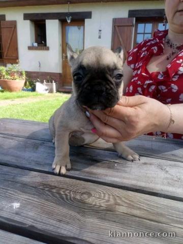 chiot bouledogue français disponible 