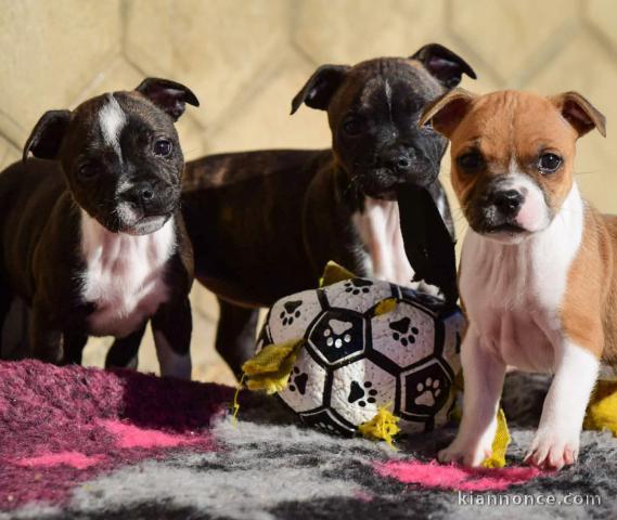 chiots Staff disponible pour adoption 