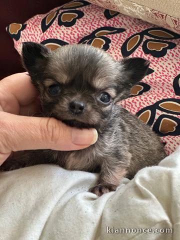 chiot chihuahua femelle a donner 