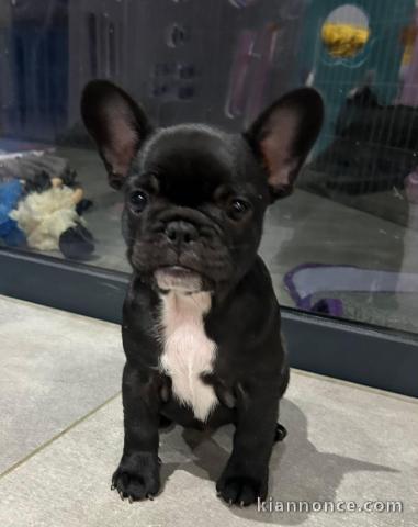 je donne chiot bouledogue français 