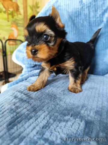 chiot Yorkshire terrier femelle a 