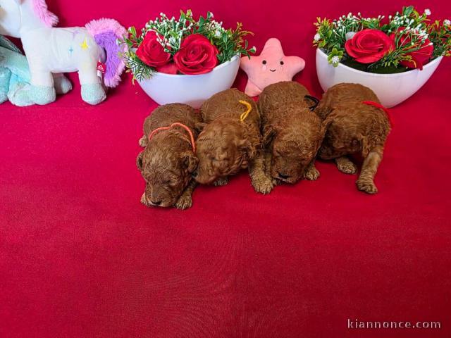 chiot caniche disponible 