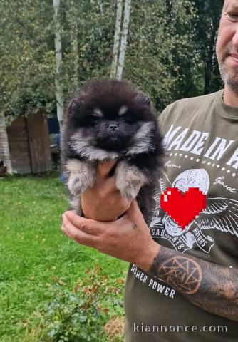 je place chiot spitz nain 