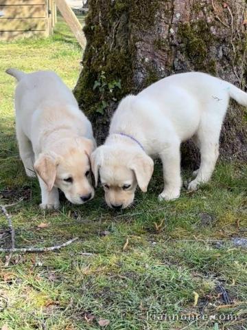 chiot labrador retriever disponible 