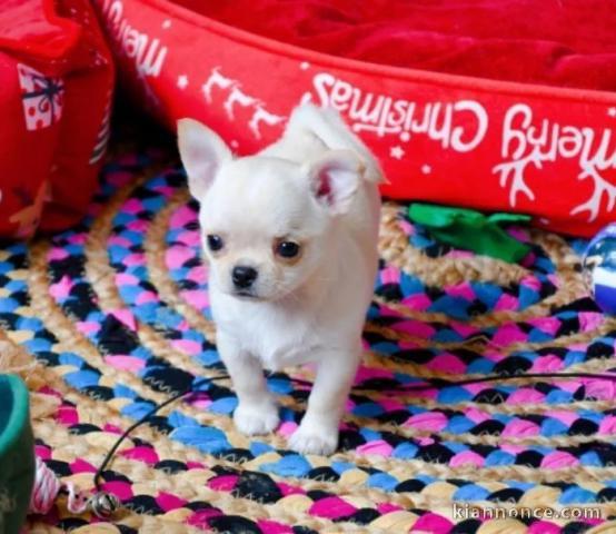 Donne mignonne chihuahua nomé Pamella