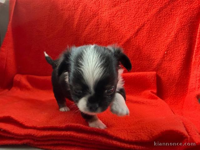 chiot chihuahua femelle a donner 